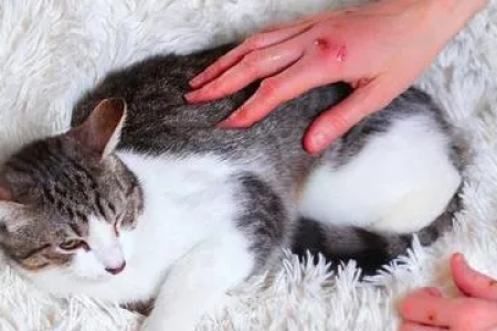 猫咪抓伤怎么办？教你快速处理伤口和预防感染
