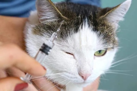 家猫抓伤需要打狂犬疫苗吗？风险评估及应对措施