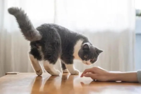 教你如何让猫咪乖乖听话，成为你忠实的伙伴！