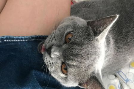 解读猫咪睡姿：猫咪的姿势透露了什么信息？