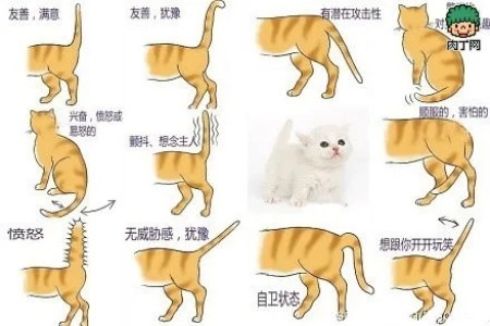 猫咪摇尾巴代表什么情绪？学会解读猫咪的肢体语言