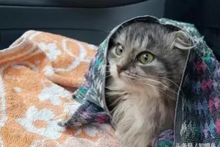 猫咪养在室内好还是室外好？安全健康哪个更重要？