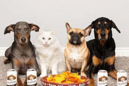 强行让猫咪摆动作的后果，你真的了解吗？