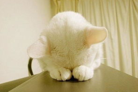 猫语100问：快速了解猫咪的语言和行为