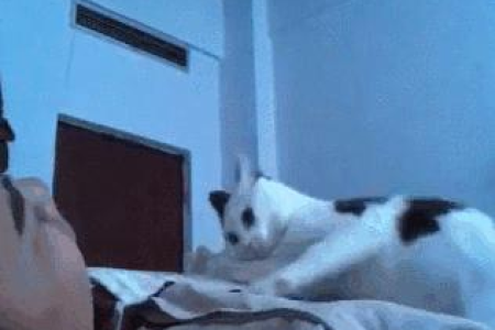 家里猫咪不想养了？几个实用方法助你妥善安置