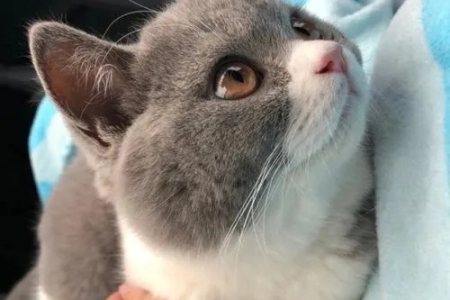 猫咪不亲人不想养了怎么办？试试这些方法解决难题