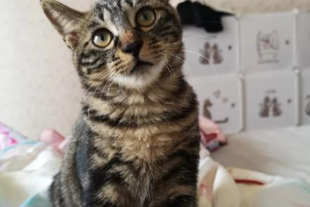 猫耳朵向后压，是害怕还是生气？解读猫咪肢体语言
