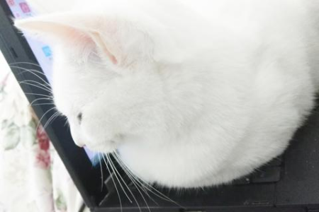 一只猫舔另一只猫的毛，这代表什么？猫的舔毛行为详解