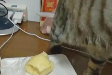 猫咪爱刨土怎么办？怎样防止猫抓花盆土？