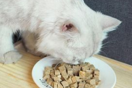 小猫到新家躲起来不吃不喝？如何安抚猫咪并帮助它适应环境