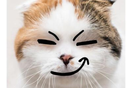 家里小猫总是咬人怎么办？分析小猫咬人原因及训练技巧