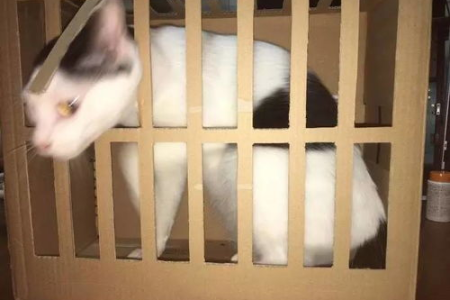 养猫心寒？别慌！这些方法帮你解决烦恼！