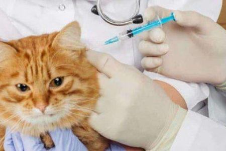 如何确认猫舍是否给猫咪打过疫苗？带你避开疫苗陷阱！