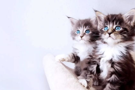 白猫头顶黑毛，是纯种猫还是串串猫？