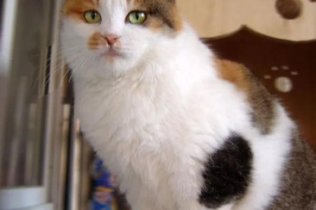 很少见公的三花猫？原来是基因在作怪