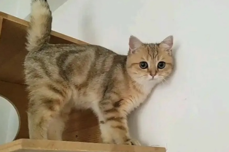 为什么美短金虎斑这么少？揭秘稀有猫咪的秘密！