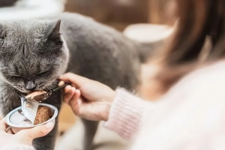 猫咪挑食？博汪猫粮哪种口味最受欢迎？