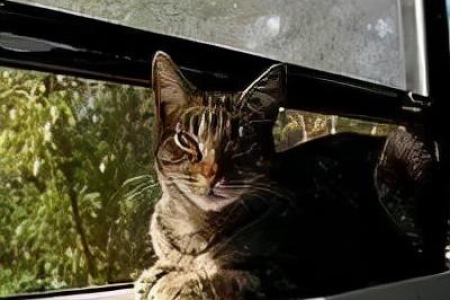我的猫才2个月，胡子断了，这到底是咋回事？