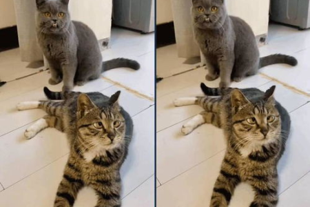 两只小猫一起养，如何改善亲近程度？