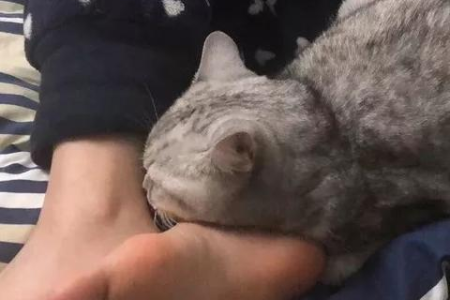 “撸猫”是什么意思？新手铲屎官必看撸猫指南