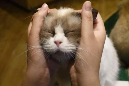 “撸猫”到底是什么意思？新手养猫必看