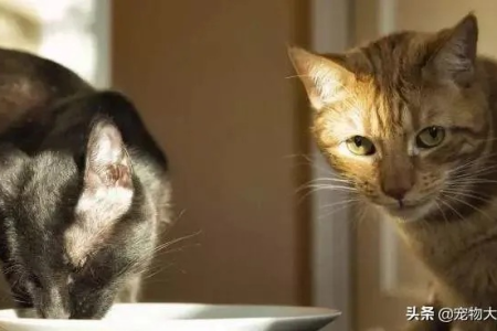 新猫入家必备：10天隔离法，守护猫咪健康
