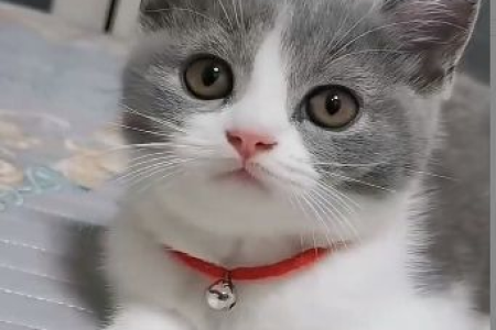 为什么英短蓝白猫的满背如此珍贵？如何挑选？