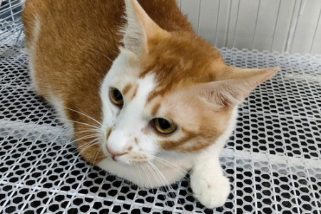 比你想象中更粘人？揭秘橘猫的性格和粘人程度