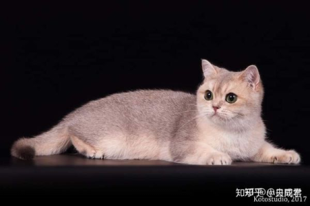 买猫预算有限，蓝金渐层和金渐层哪个更划算？