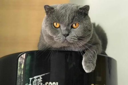 母猫没看上公猫会怎样？解读猫咪肢体语言和行为