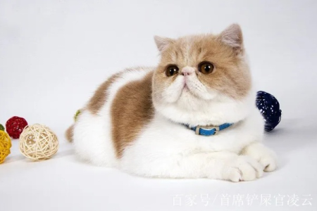 想知道你家加菲猫体重是否达标？看看这篇体重参考指南
