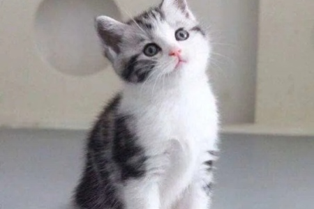 起司猫是什么品种？其实它就是美国短毛猫！