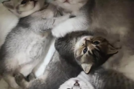 银渐层配蓝猫生的小猫是什么品种？是串吗？