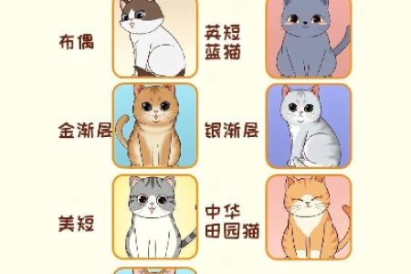 养名贵猫的终极指南：品种选择、价格及护理