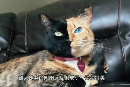 阴阳脸猫咪可以养吗？打破迷信，科学解读