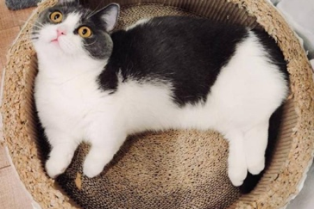 肖战的宠物猫坚果是什么猫？可爱外表下隐藏着什么品种？