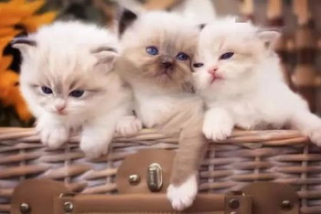 45天的小猫可以送人吗？健康风险大不大？