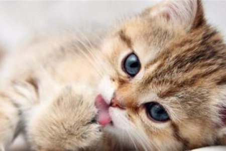 想养猫？先学会如何挑选性格好的幼猫吧