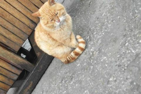 彻底搞懂黄白猫和橘猫的区别，从此告别猫咪辨认难题！