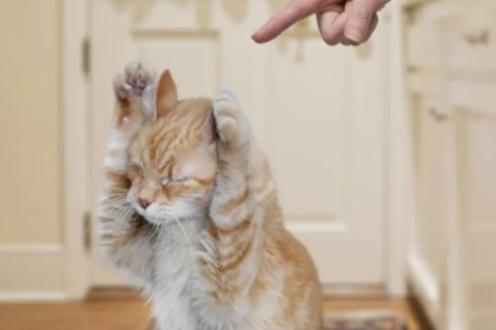 打猫头猫会有问题么？轻拍和重击的区别大吗？
