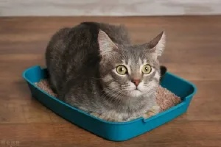猫咪拉稀漏屎怎么办？教你几招解决方法