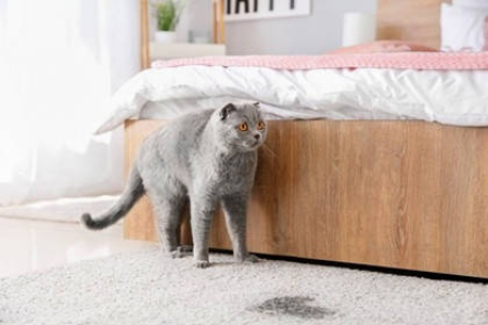 猫咪频繁进卧室的原因是什么？深度解析猫咪行为
