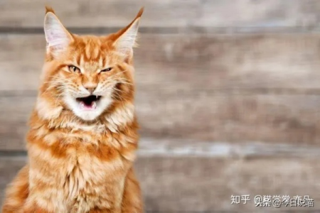 为什么我的猫咪会发出像呛到的声音？