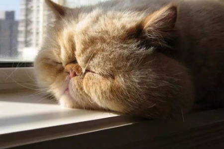猫会热死吗？夏季猫咪防暑降温指南