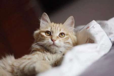 猫刚到家躲起来怎么办？新手养猫必看应对方法