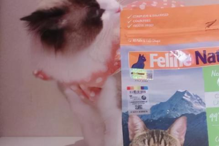 猫发腮前后对比图：萌宠进化史，圆脸更可爱！