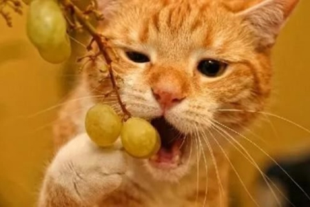 猫吃了葡萄会死吗？哪些食物猫咪绝对不能吃？