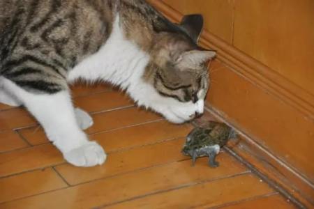 猫咪会吃乌龟吗？宠物猫和乌龟能和平相处吗？