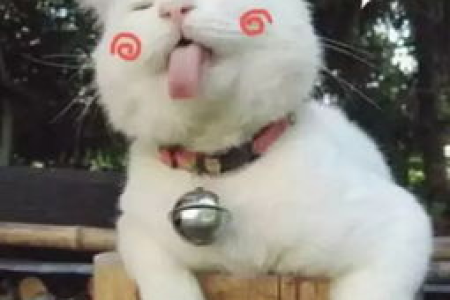 猫吃完东西疯狂刨地，这背后隐藏着什么秘密？