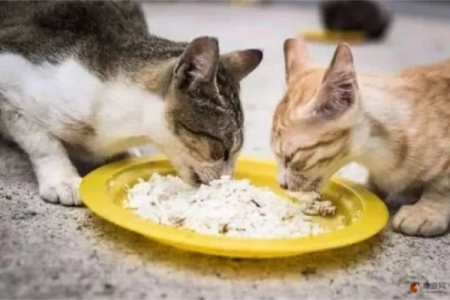 猫咪可以吃米饭吗？多久吃一次才健康？
